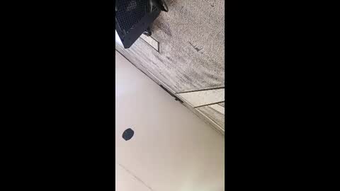 3X NAXAA online show from March 2026 01:17:02 PM