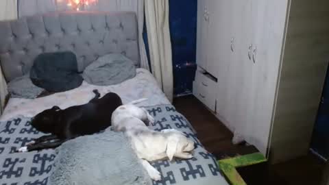 _azalea_65 online show from September 2025 02:55:01 AM