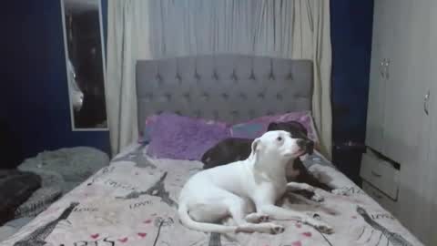 _azalea_65 online show from November 2025 02:01:02 AM