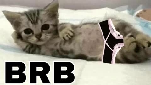 Snapshot of _meowmiko__ chatting on December 2025 11:25:02 PM miko3 online show from December 2025 11:25:02 PM