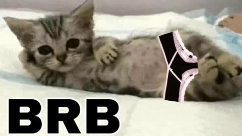 Snapshot of _meowmiko__ chatting on December 2025 08:46:01 PM miko3 online show from December 2025 08:46:01 PM