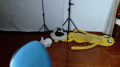 Snapshot of _the_dark_side_of_the_moon_ chatting on March 2026 01:53:02 AM _the_dark_side_of_the_moon_ online show from March 2026 01:53:02 AM