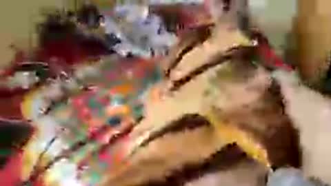 Aachujos online show from June 2026 05:50:02 AM