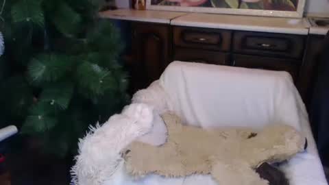 Snapshot of alenablack chatting on December 2024 02:08:02 AM Luly online show from December 2024 02:08:02 AM