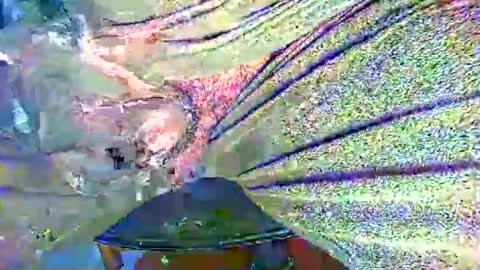 Alex online show from October 2025 11:20:01 PM