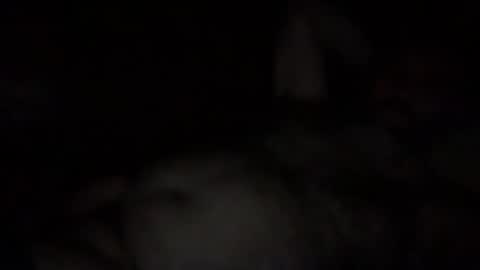 alfali online show from December 2025 10:08:02 PM