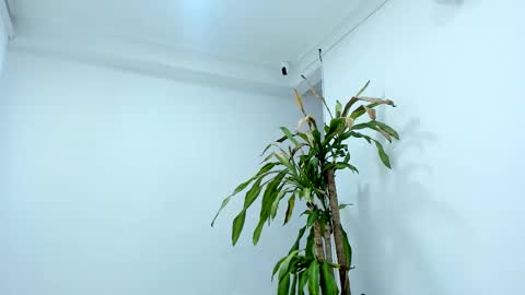 Alice online show from October 2025 07:43:01 PM