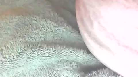 Snapshot of analhunter33 chatting on February 2025 12:22:02 AM analhunter33 online show from February 2025 12:22:02 AM