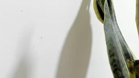 Snapshot of anapakerman chatting on February 2025 02:20:02 AM Ana Pakerman online show from February 2025 02:20:02 AM