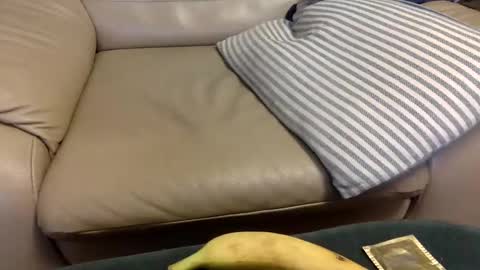 animal_michael online show from December 2024 03:47:01 AM