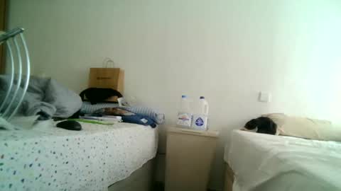 Snapshot of apixaba chatting on March 2025 12:50:02 PM furry bear online show from March 2025 12:50:02 PM