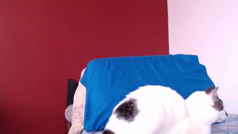 bayonette_black online show from January 2025 11:43:02 AM