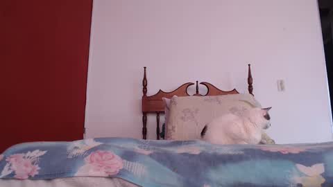 bayonette_black online show from October 2025 12:03:01 PM