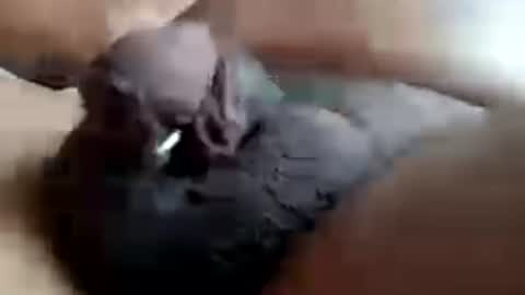 bcfalcon69 online show from June 2026 05:08:01 PM