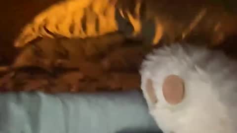 biggahhdihhh online show from April 2026 09:26:01 AM