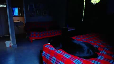 Black Panther online show from May 2026 11:04:01 AM