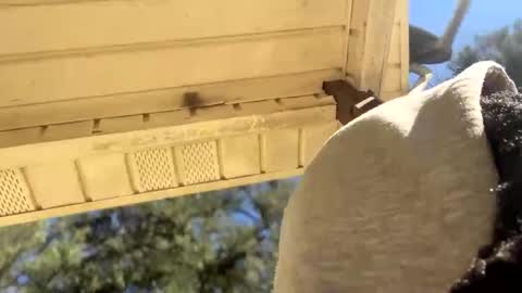 Snapshot of blaxkasta chatting on January 2025 05:05:02 PM Black Clover online show from January 2025 05:05:02 PM