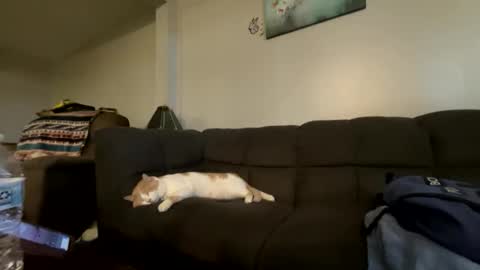 bluebloodednorsewitch online show from October 2025 02:29:01 PM