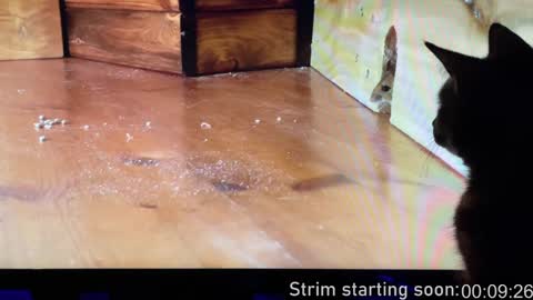 Booker Baxton online show from December 2024 04:01:02 AM