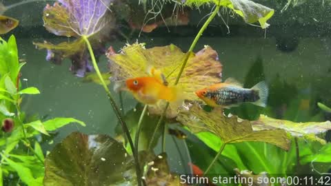 Booker Baxton online show from January 2025 03:58:02 AM