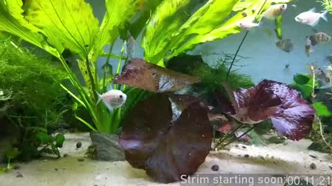 Booker Baxton online show from January 2025 03:58:02 AM