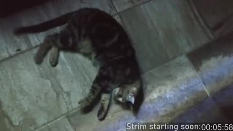 Booker Baxton online show from February 2025 04:03:01 AM