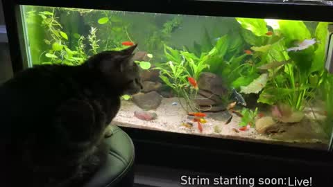 Booker Baxton online show from February 2025 04:09:02 AM