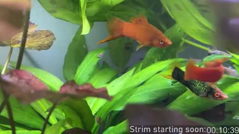 Booker Baxton online show from October 2025 02:59:01 AM