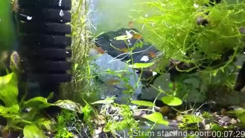 Booker Baxton online show from November 2025 04:01:01 AM