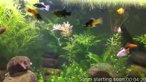 Booker Baxton online show from February 2026 04:07:01 AM