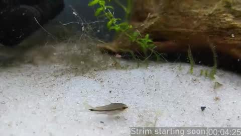 Booker Baxton online show from February 2026 04:06:02 AM