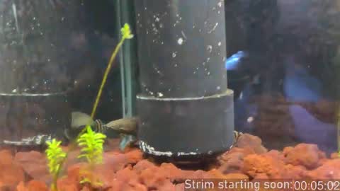 Booker Baxton online show from February 2026 04:02:02 AM