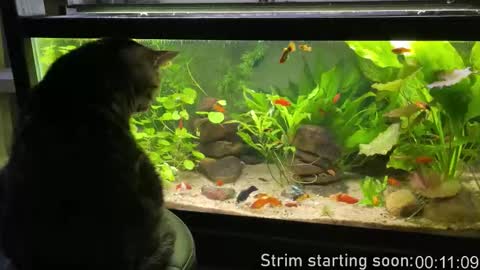 Booker Baxton online show from March 2026 02:59:01 AM