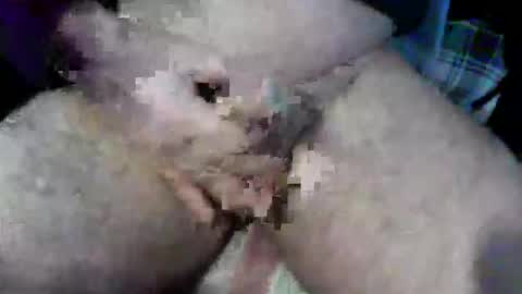 Snapshot of bossram160 chatting on October 2025 09:18:02 AM bossram160 online show from October 2025 09:18:02 AM