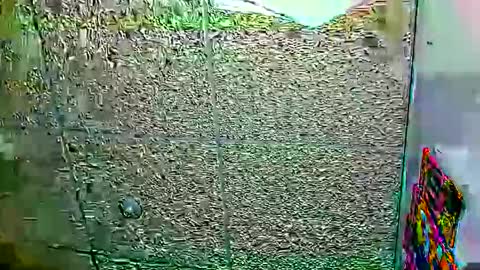 Snapshot of candy_cumy1 chatting on January 2026 06:07:01 AM Dayan Camila online show from January 2026 06:07:01 AM