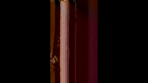 Snapshot of corradog83 chatting on February 2025 08:52:02 AM Corrado online show from February 2025 08:52:02 AM