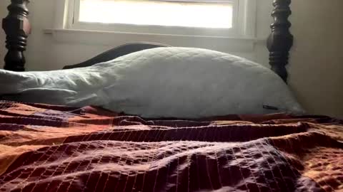 Curiousperformance online show from December 2024 01:53:02 PM