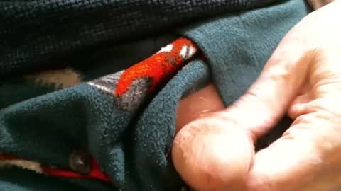 Snapshot of cutandwaxed2 chatting on January 2025 02:10:02 PM BI SMOOTH MATURE  SUB online show from January 2025 02:10:02 PM