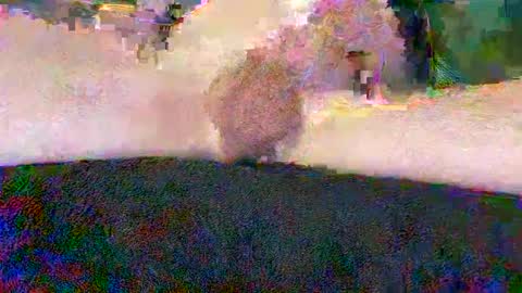 cwaddle online show from January 2025 03:48:01 PM