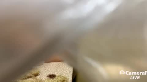 Snapshot of daddybigwhitecock chatting on November 2025 05:11:01 PM Tommy online show from November 2025 05:11:01 PM