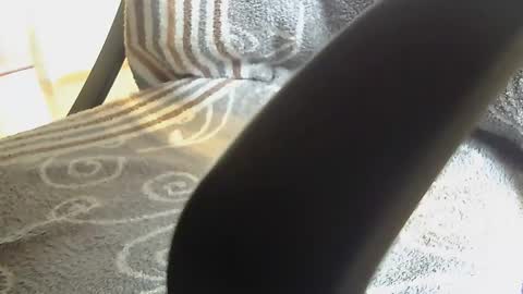 Snapshot of dammerl6 chatting on January 2025 08:25:01 AM Dammerl online show from January 2025 08:25:01 AM