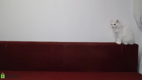 Snapshot of daniel_padalecki chatting on November 2025 06:24:02 PM Daniel online show from November 2025 06:24:02 PM