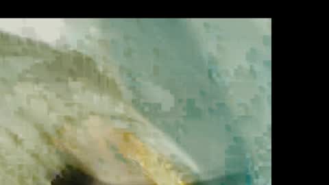 Snapshot of dankshepp chatting on January 2026 01:26:01 PM dandeb online show from January 2026 01:26:01 PM