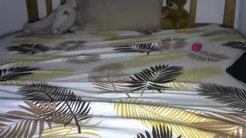 dark_rose3 online show from October 2025 08:56:02 AM