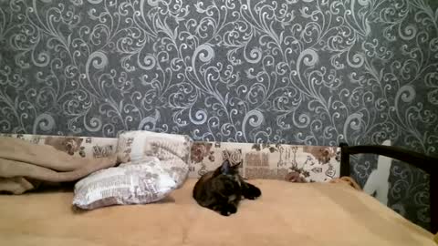 DennisXCarol online show from February 2025 04:24:02 PM