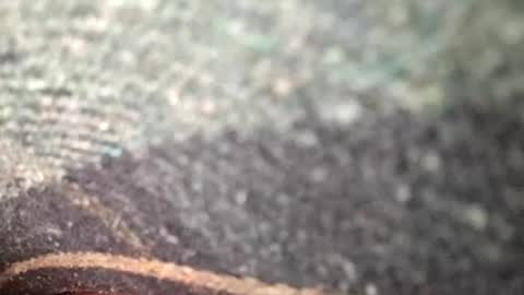 dyno online show from November 2025 01:39:02 AM