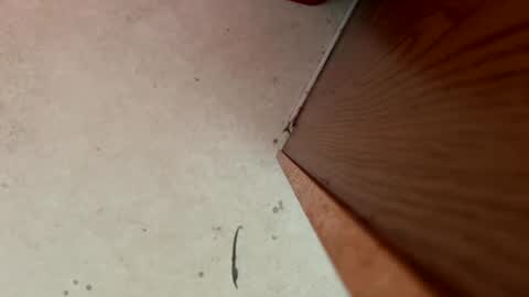 dragonman1219 online show from January 2025 05:44:01 PM