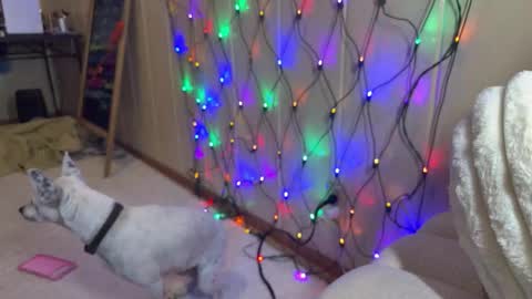 elle online show from February 2026 10:36:01 PM