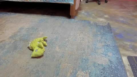 whises lits        online show from February 2025 12:28:01 PM