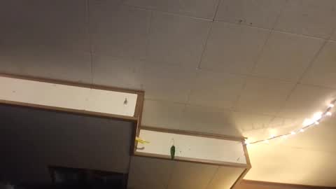 Snapshot of faexoxoxo chatting on March 2025 06:40:02 AM Fae online show from March 2025 06:40:02 AM